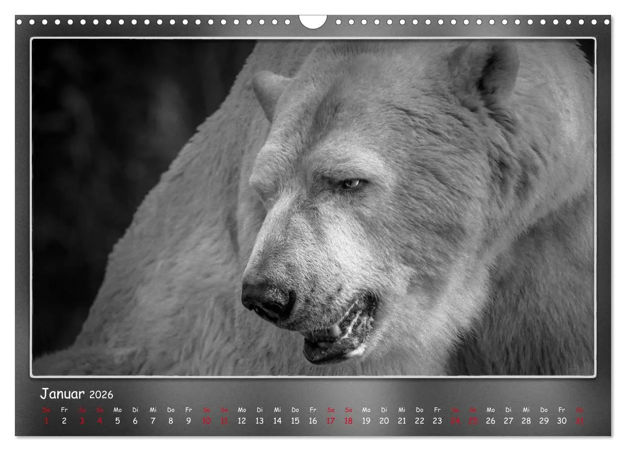Bild: 9783457807200 | Tieren ins Gesicht geschaut (Wandkalender 2026 DIN A3 quer),...