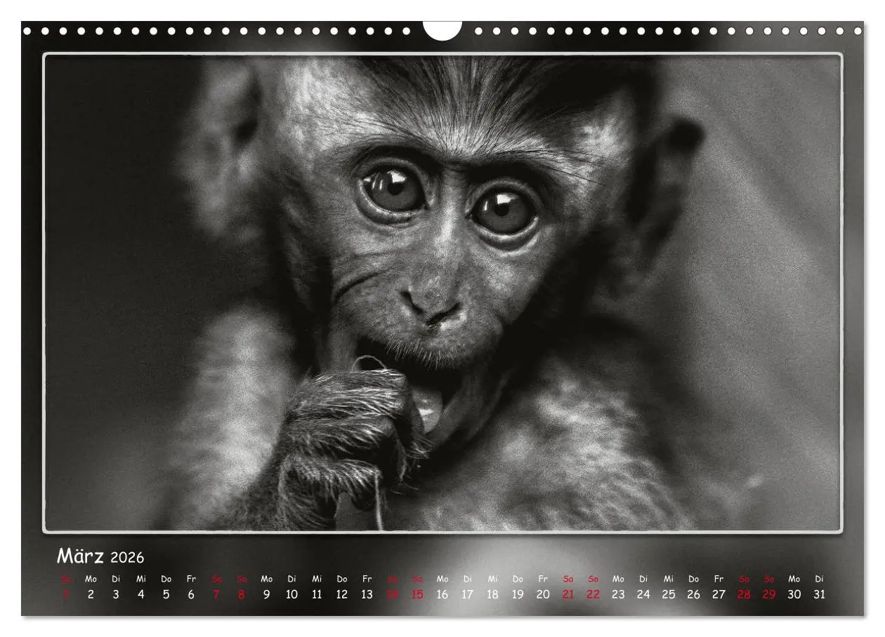 Bild: 9783457807200 | Tieren ins Gesicht geschaut (Wandkalender 2026 DIN A3 quer),...