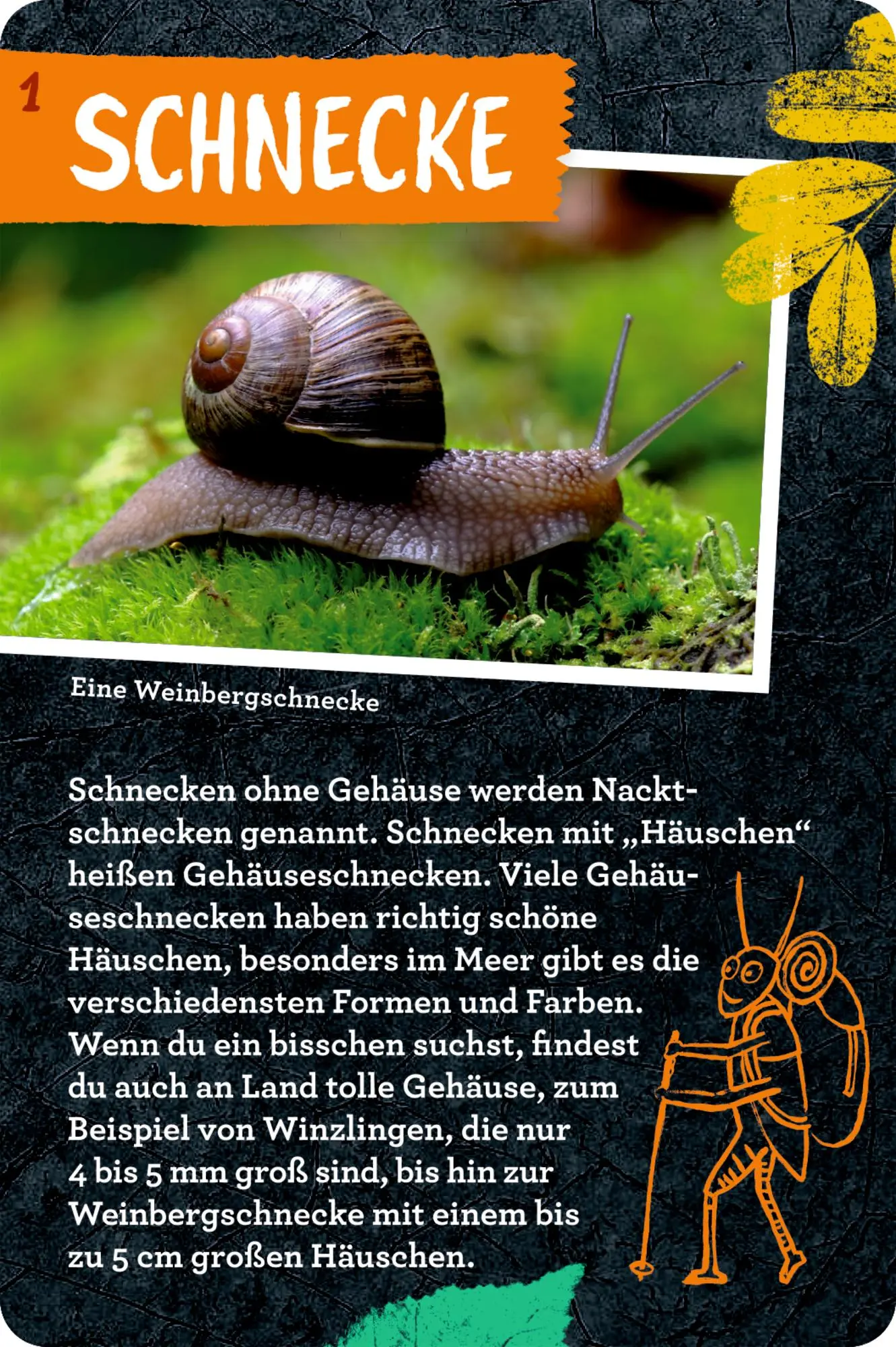 Bild: 9783649647300 | 50 Insekten, Spinnen &amp; Co. | Holger Haag | Taschenbuch | Nature Zoom
