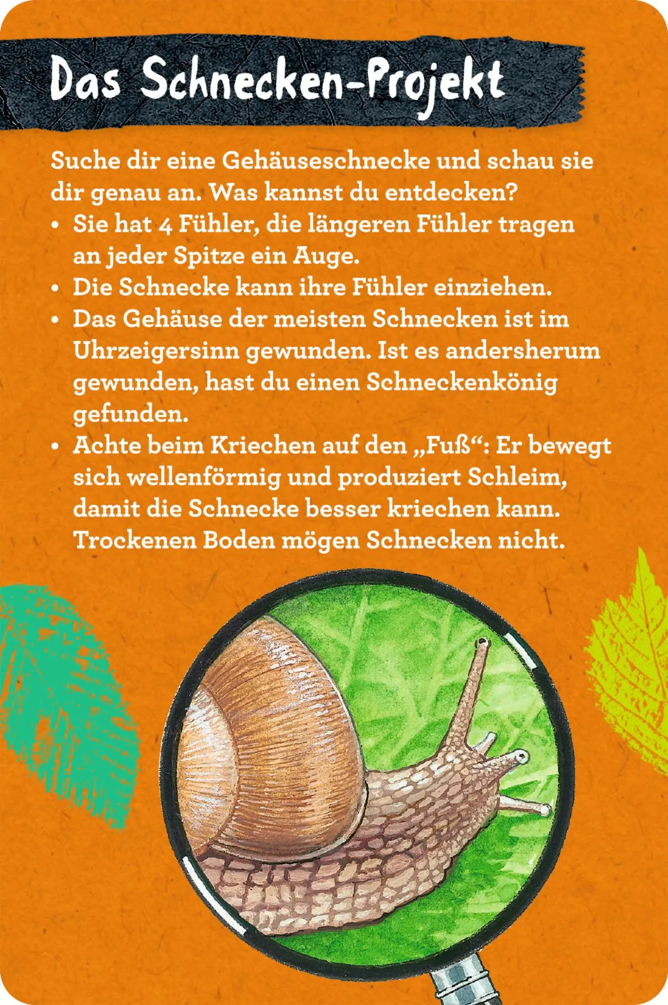 Bild: 9783649647300 | 50 Insekten, Spinnen &amp; Co. | Holger Haag | Taschenbuch | Nature Zoom