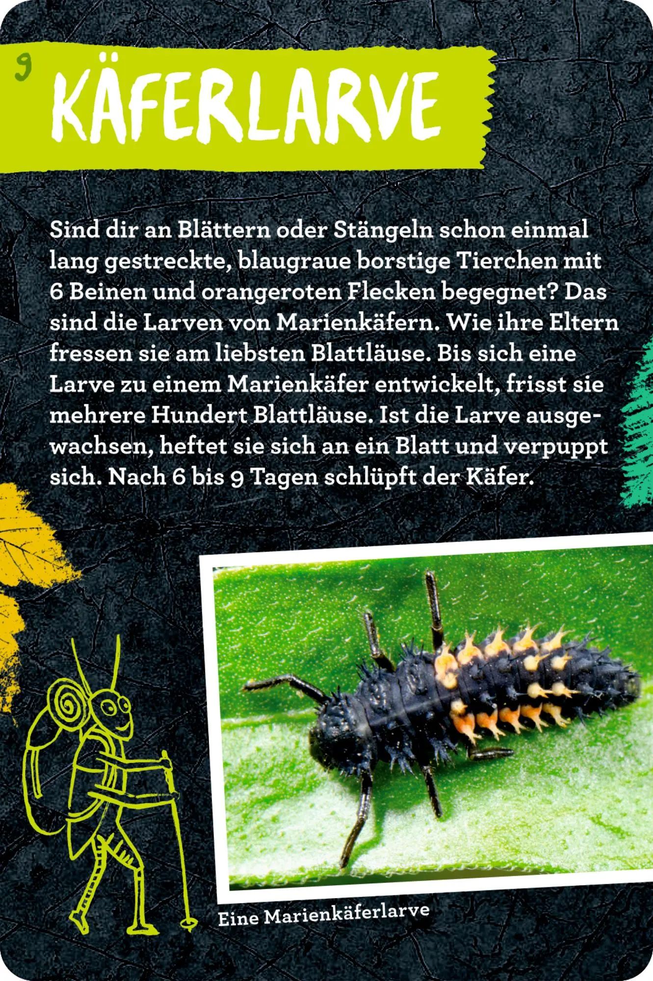 Bild: 9783649647300 | 50 Insekten, Spinnen &amp; Co. | Holger Haag | Taschenbuch | Nature Zoom