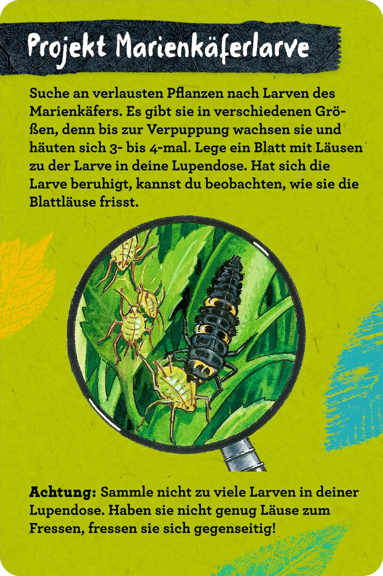 Bild: 9783649647300 | 50 Insekten, Spinnen &amp; Co. | Holger Haag | Taschenbuch | Nature Zoom
