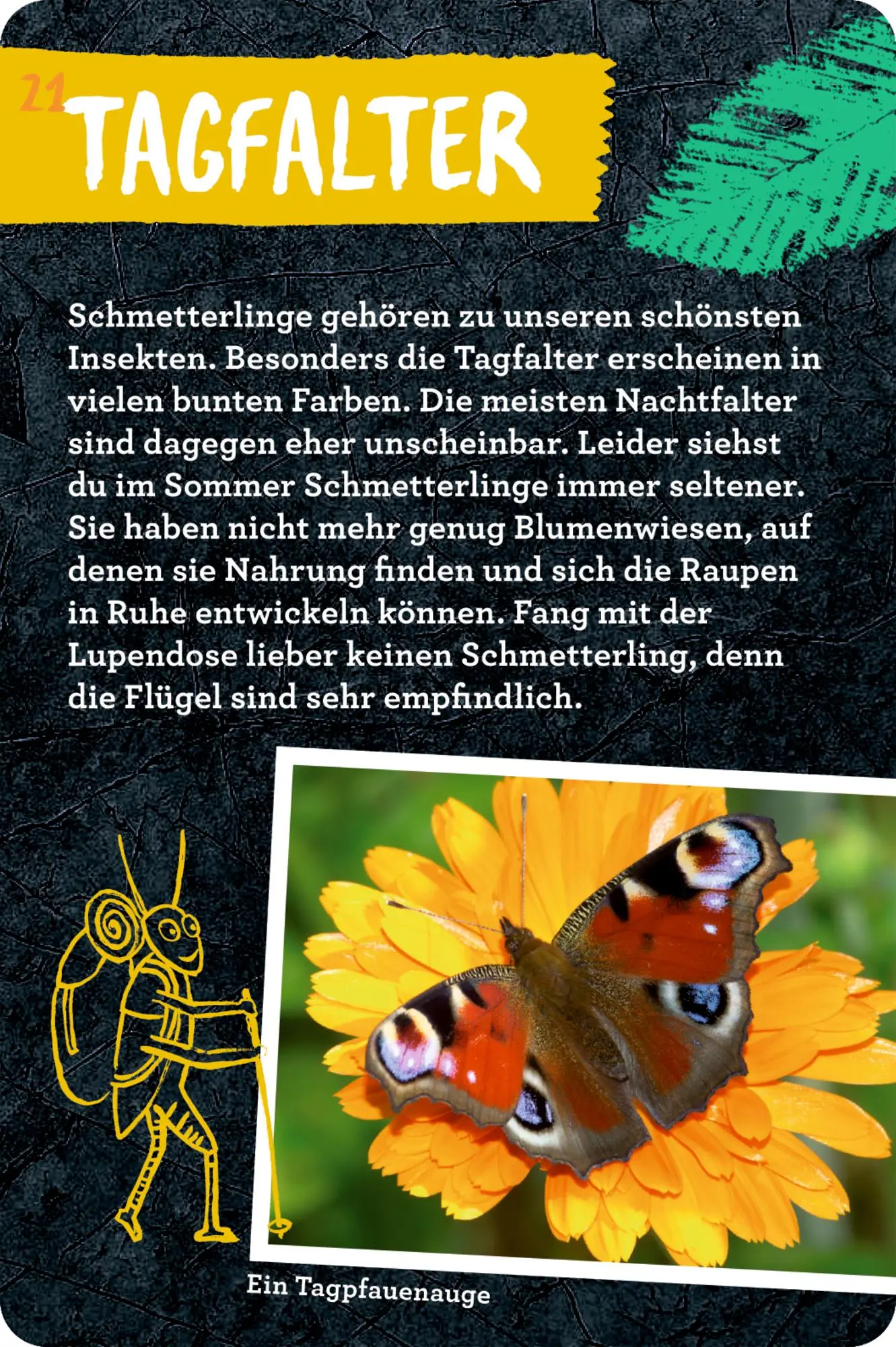 Bild: 9783649647300 | 50 Insekten, Spinnen &amp; Co. | Holger Haag | Taschenbuch | Nature Zoom