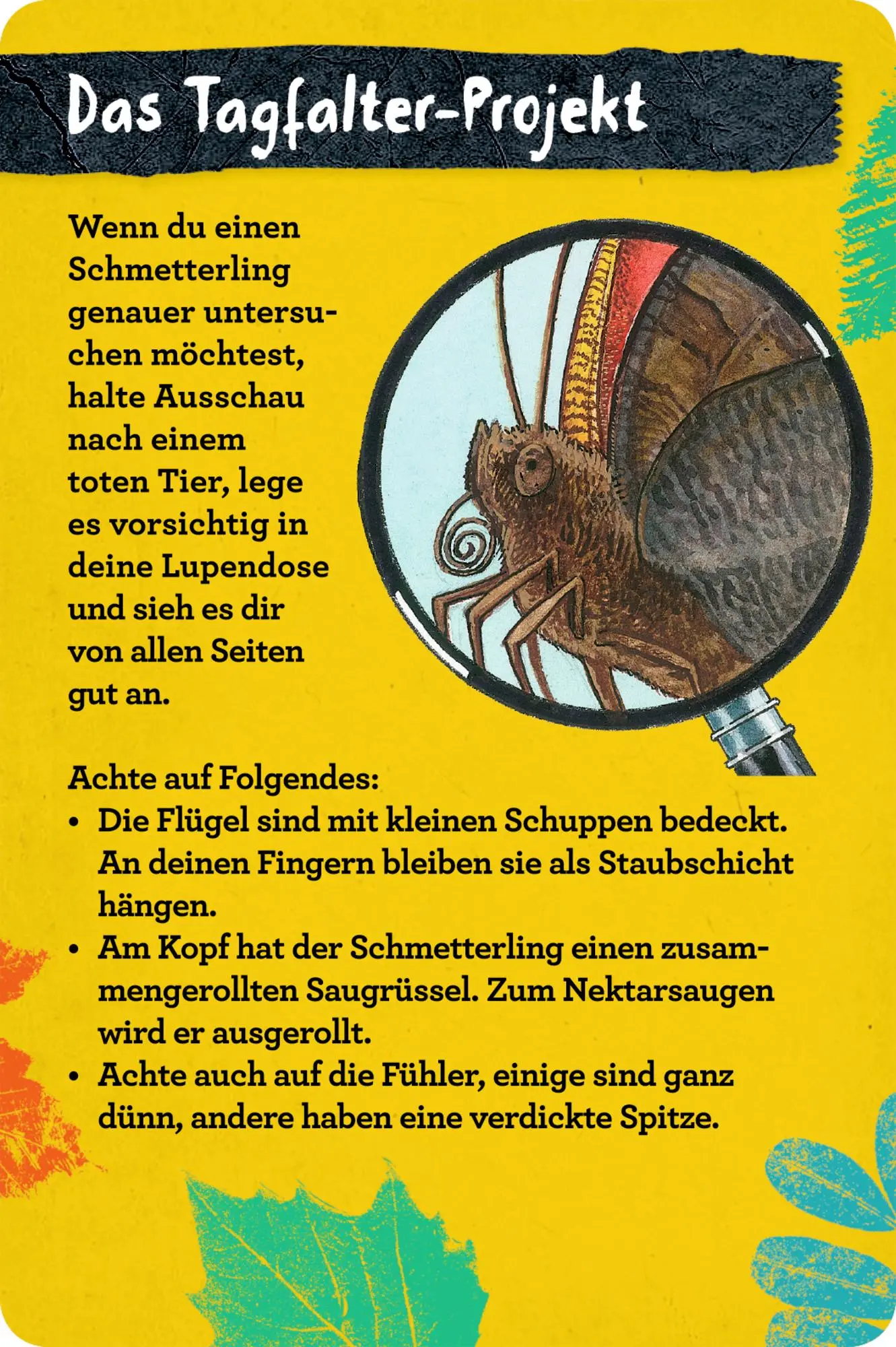Bild: 9783649647300 | 50 Insekten, Spinnen &amp; Co. | Holger Haag | Taschenbuch | Nature Zoom
