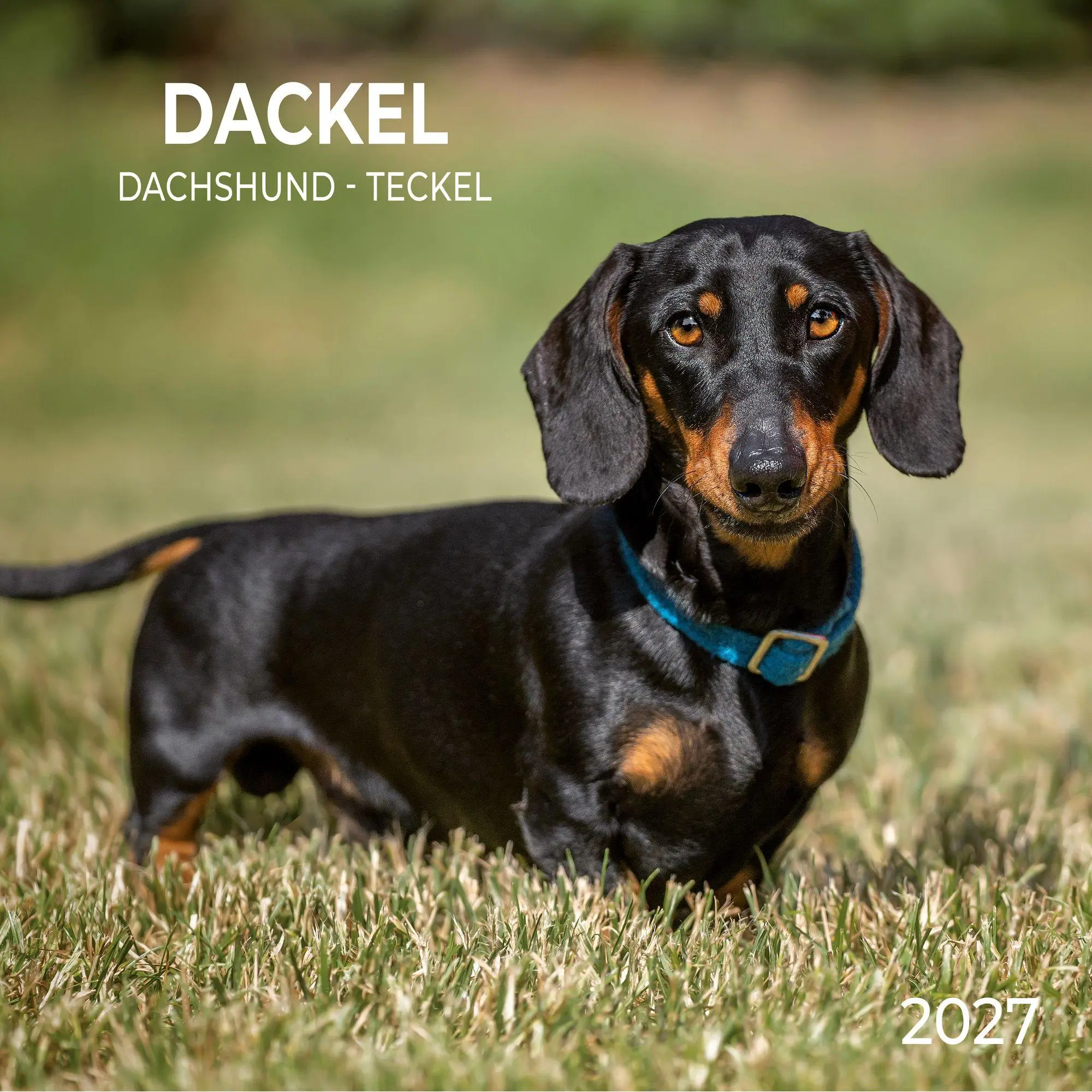 Cover: 9783959297400 | Dackel / Dachshund 2027 | Kalender 2027 | Kalender | 28 S. | Englisch