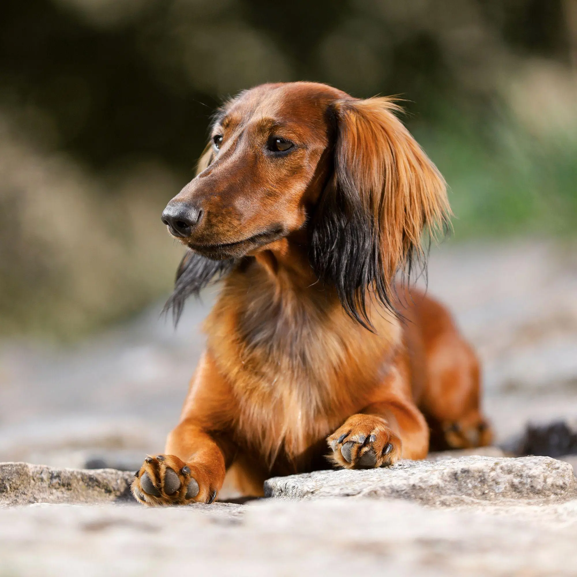 Bild: 9783959297400 | Dackel / Dachshund 2027 | Kalender 2027 | Kalender | 28 S. | Englisch