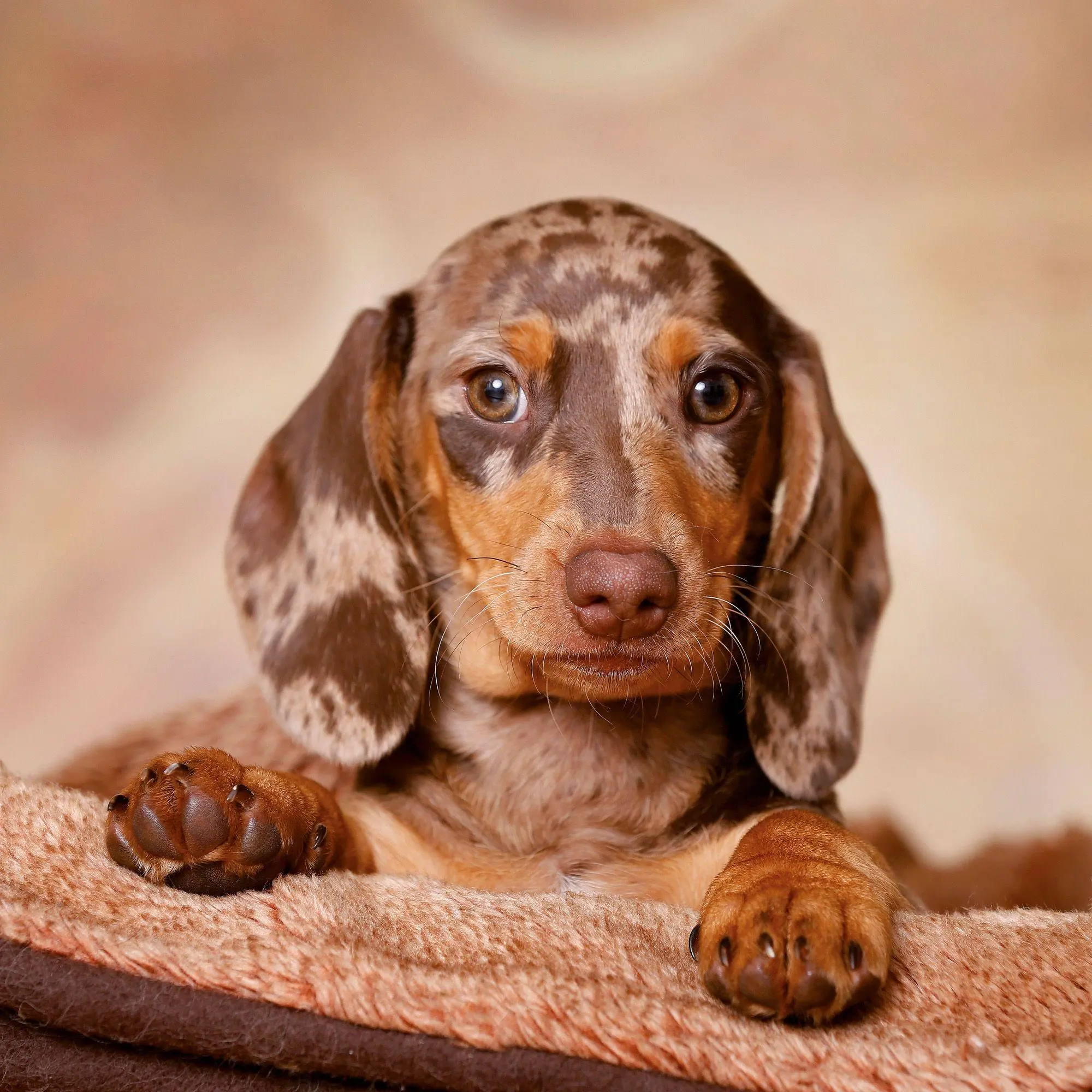 Bild: 9783959297400 | Dackel / Dachshund 2027 | Kalender 2027 | Kalender | 28 S. | Englisch