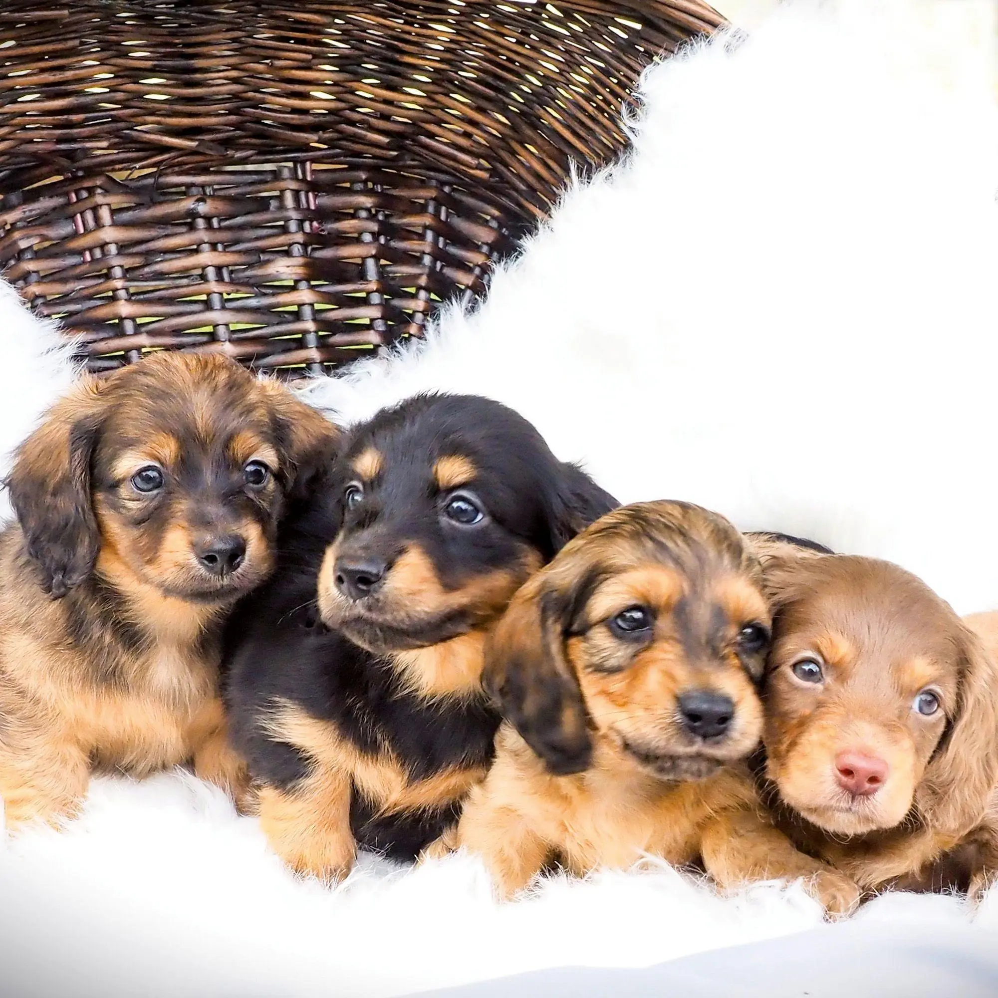 Bild: 9783959297400 | Dackel / Dachshund 2027 | Kalender 2027 | Kalender | 28 S. | Englisch