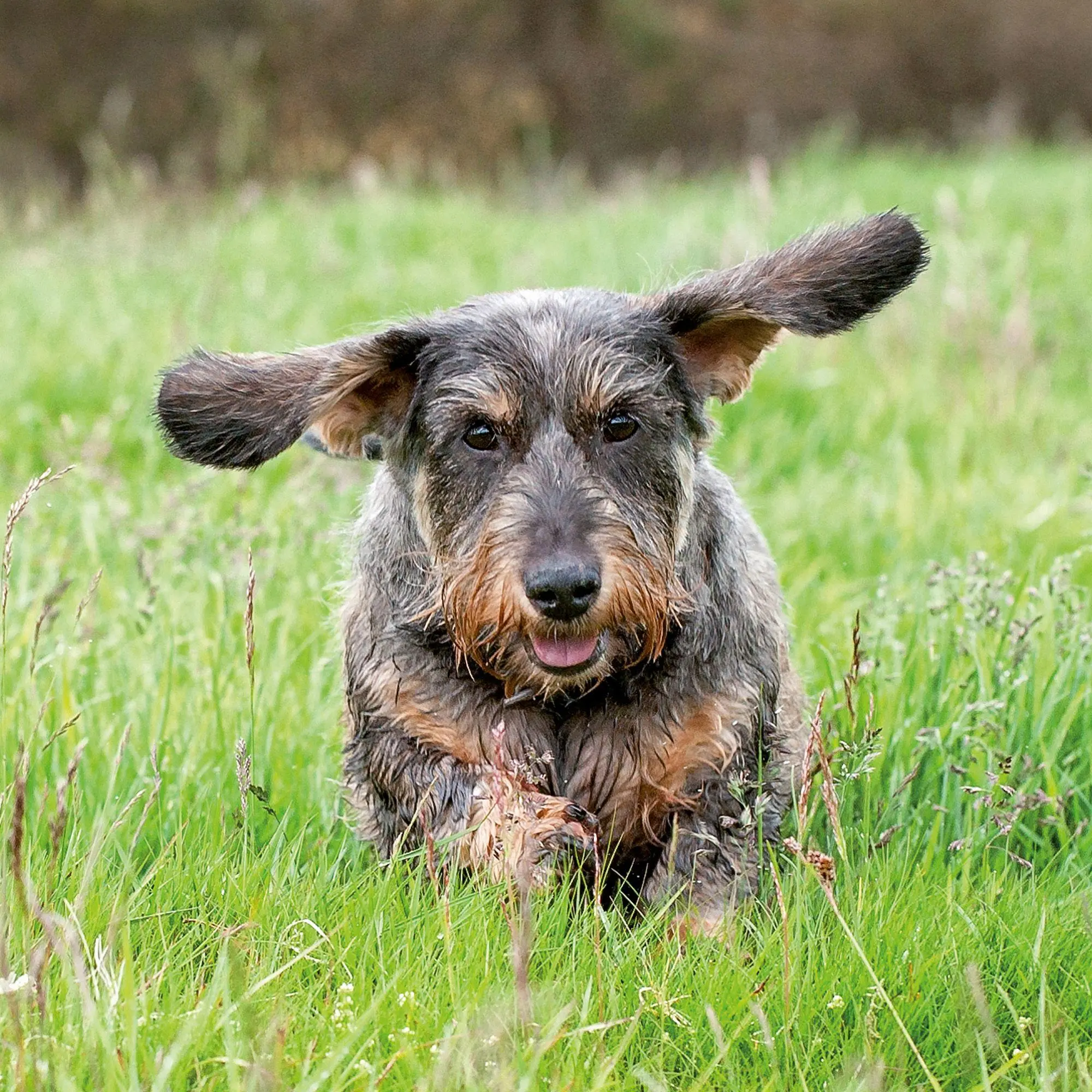 Bild: 9783959297400 | Dackel / Dachshund 2027 | Kalender 2027 | Kalender | 28 S. | Englisch