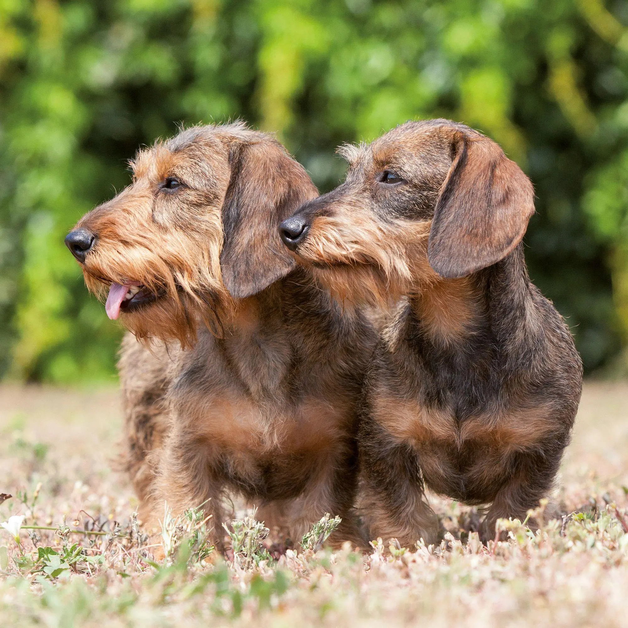Bild: 9783959297400 | Dackel / Dachshund 2027 | Kalender 2027 | Kalender | 28 S. | Englisch