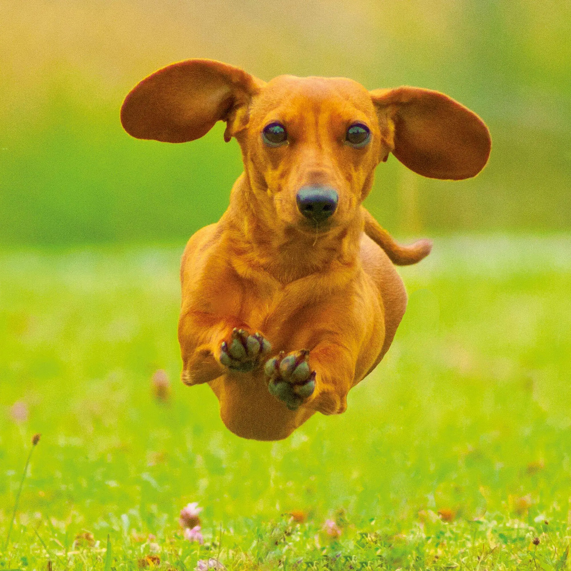 Bild: 9783959297400 | Dackel / Dachshund 2027 | Kalender 2027 | Kalender | 28 S. | Englisch
