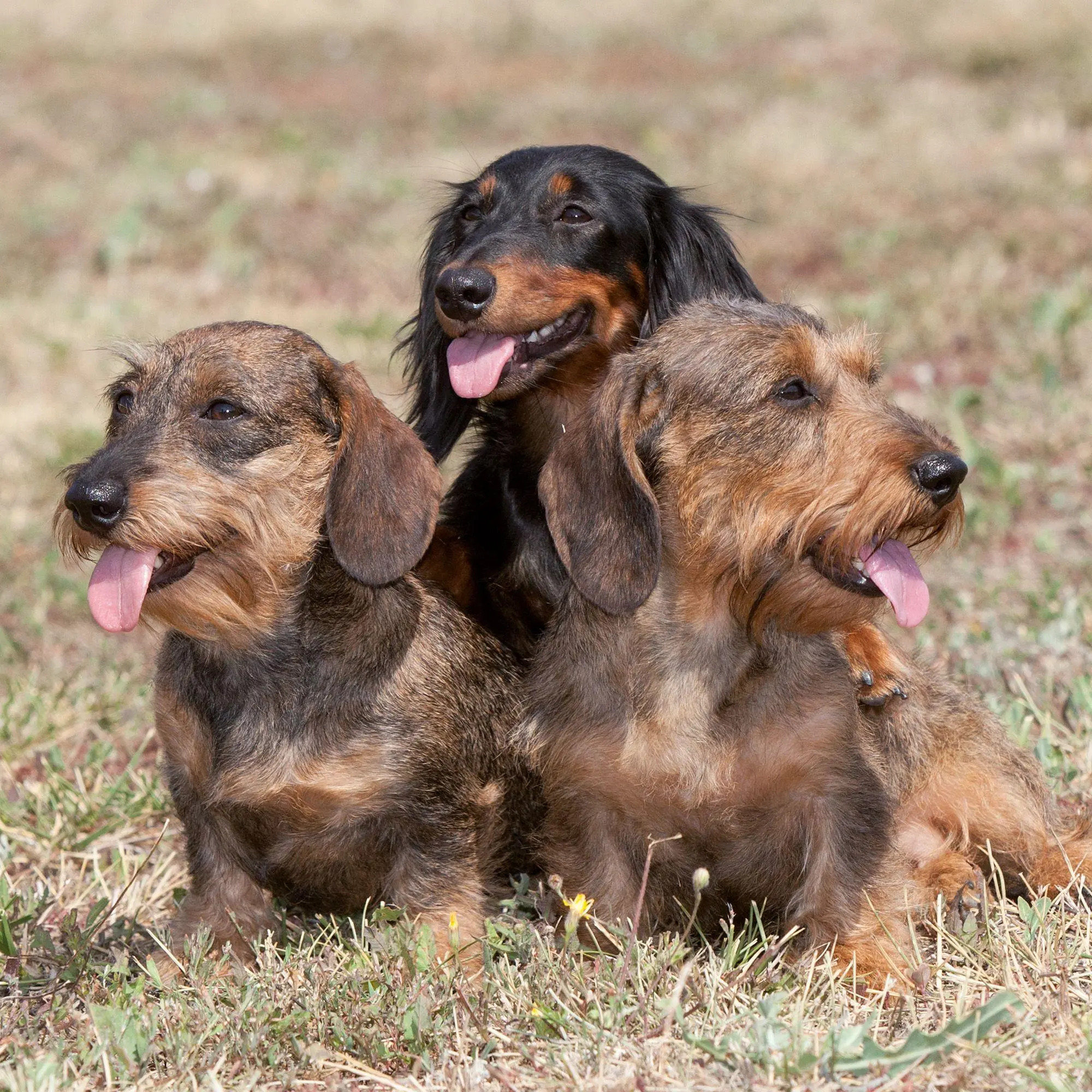 Bild: 9783959297400 | Dackel / Dachshund 2027 | Kalender 2027 | Kalender | 28 S. | Englisch