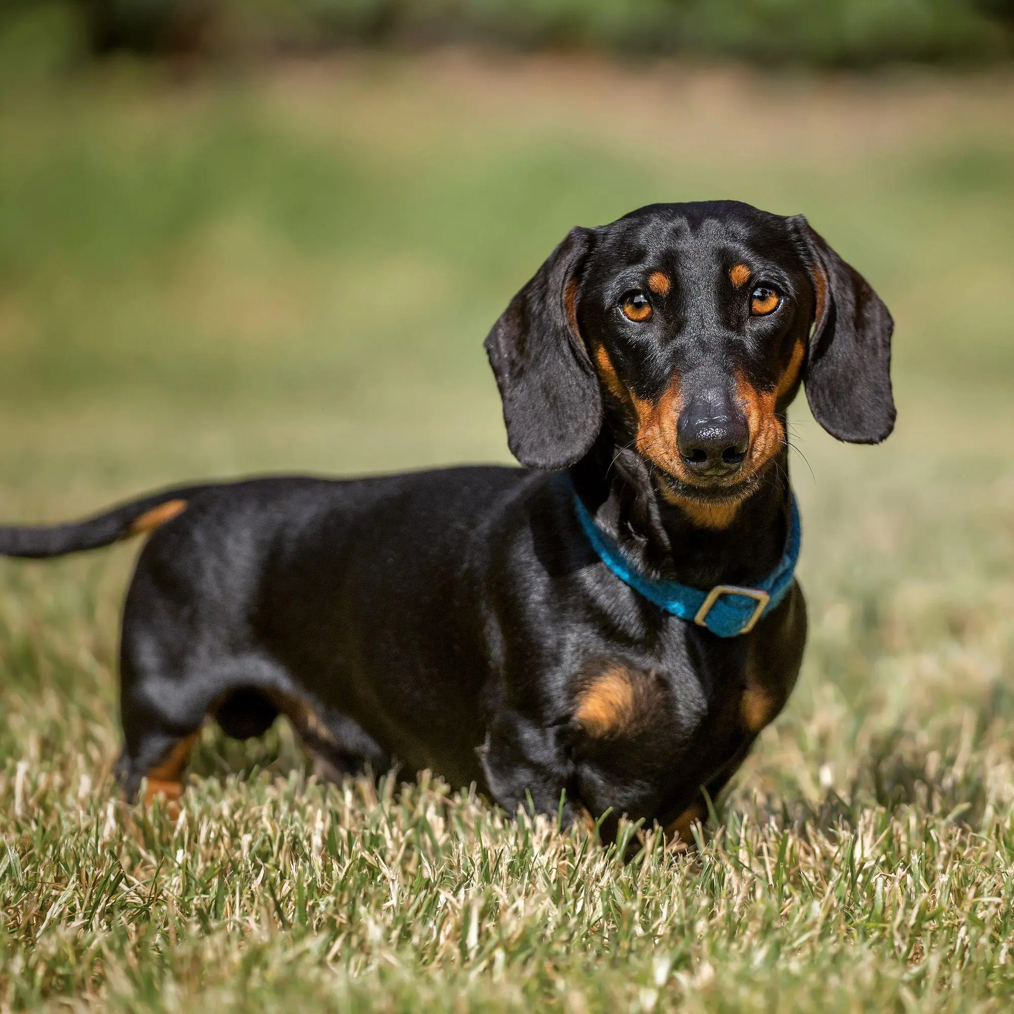 Bild: 9783959297400 | Dackel / Dachshund 2027 | Kalender 2027 | Kalender | 28 S. | Englisch