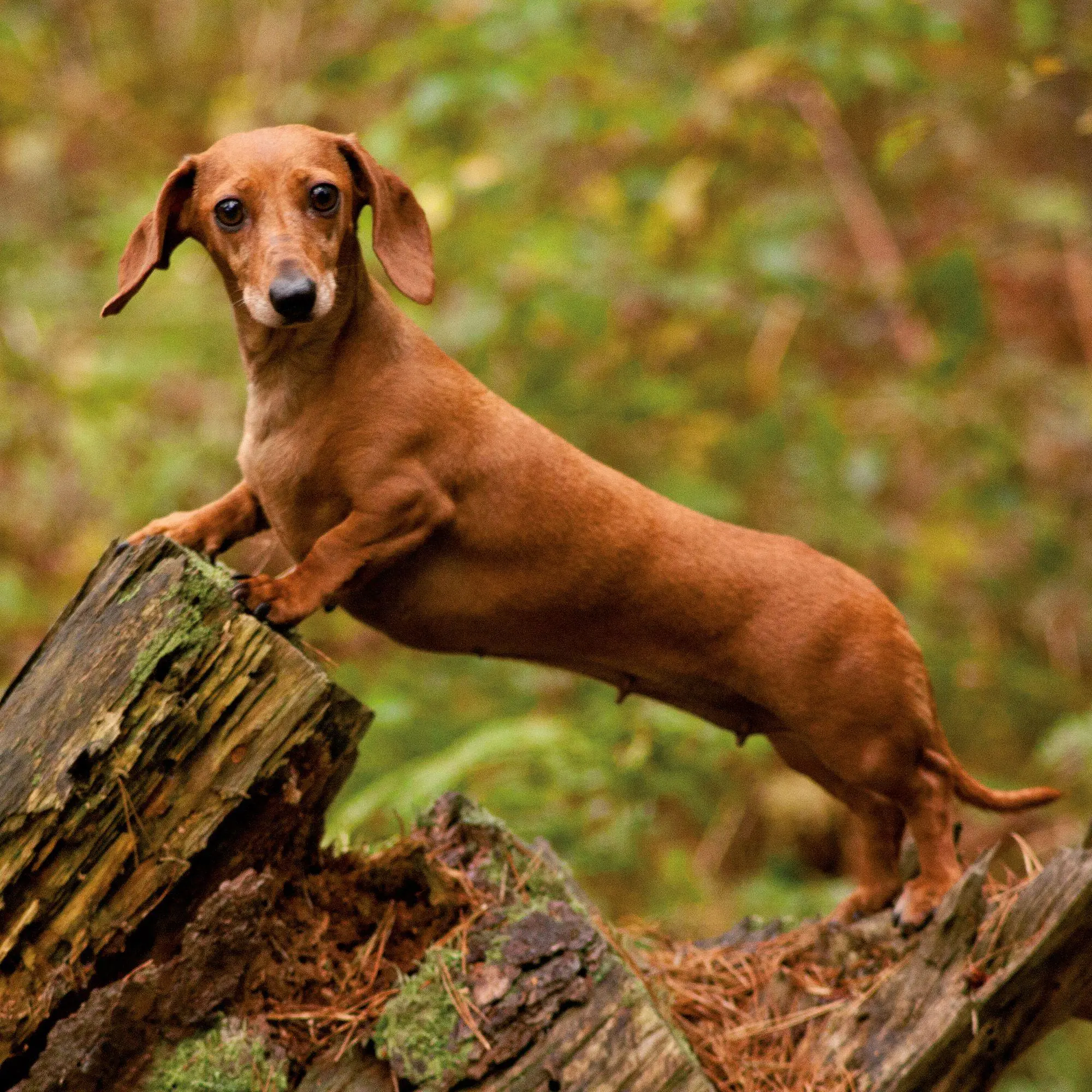 Bild: 9783959297400 | Dackel / Dachshund 2027 | Kalender 2027 | Kalender | 28 S. | Englisch