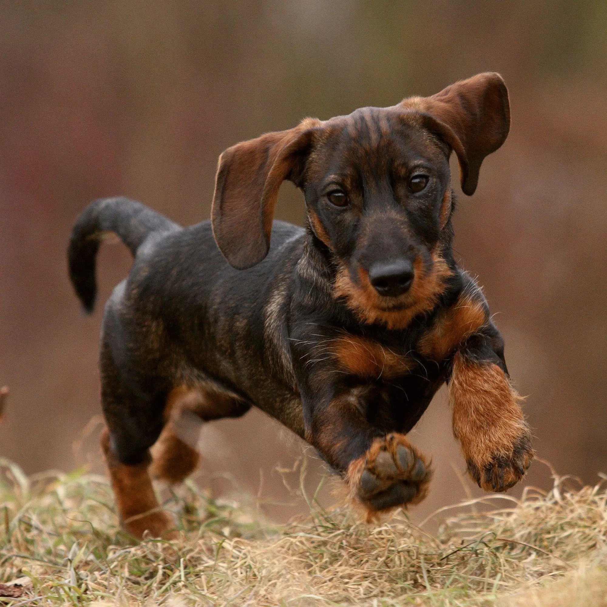 Bild: 9783959297400 | Dackel / Dachshund 2027 | Kalender 2027 | Kalender | 28 S. | Englisch