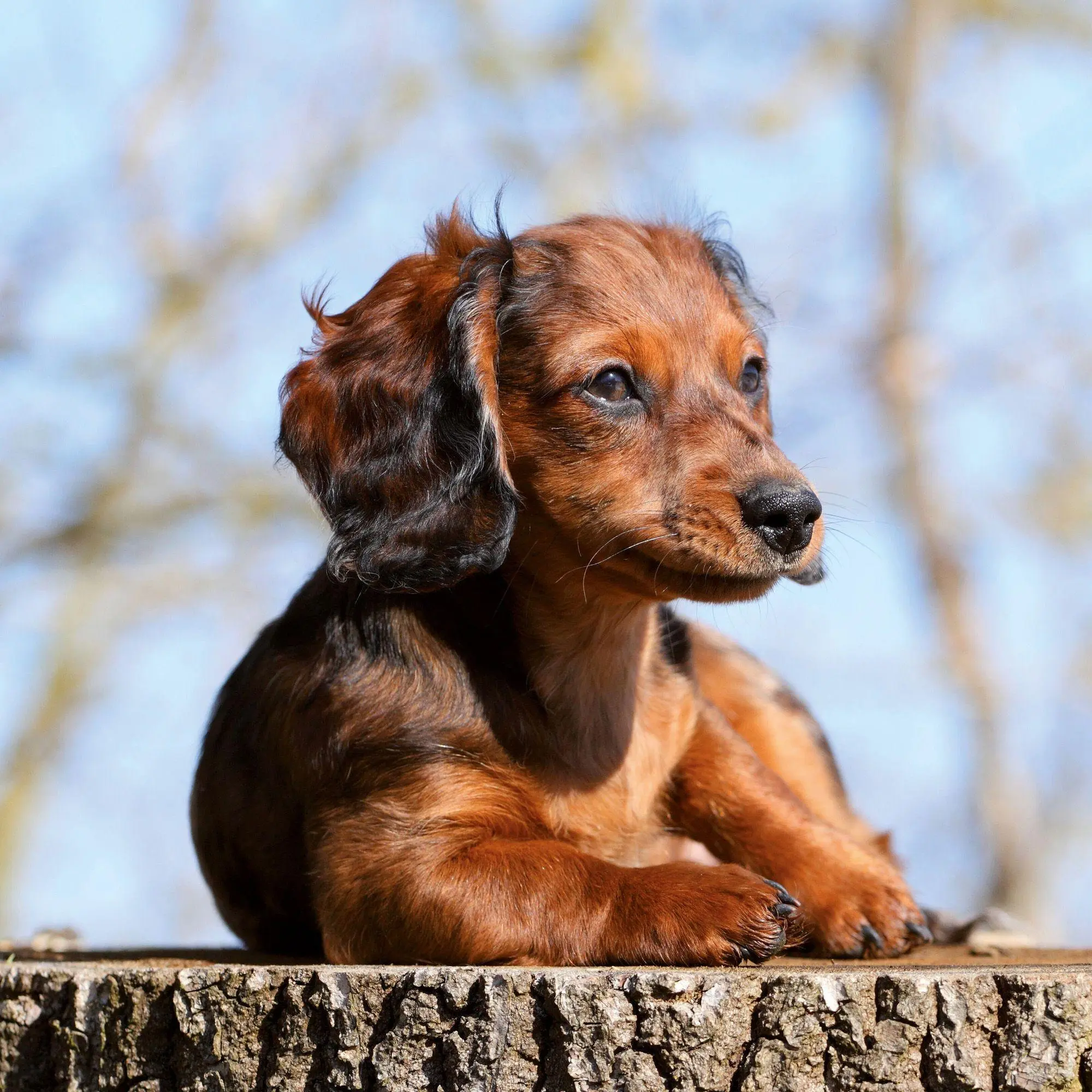 Bild: 9783959297400 | Dackel / Dachshund 2027 | Kalender 2027 | Kalender | 28 S. | Englisch