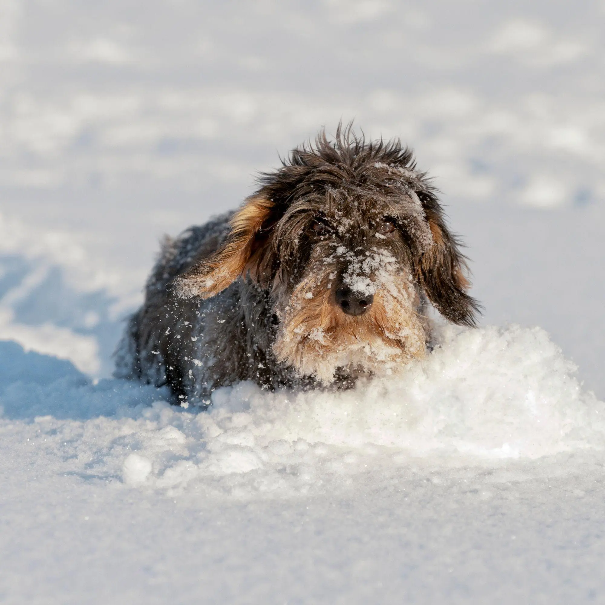 Bild: 9783959297400 | Dackel / Dachshund 2027 | Kalender 2027 | Kalender | 28 S. | Englisch