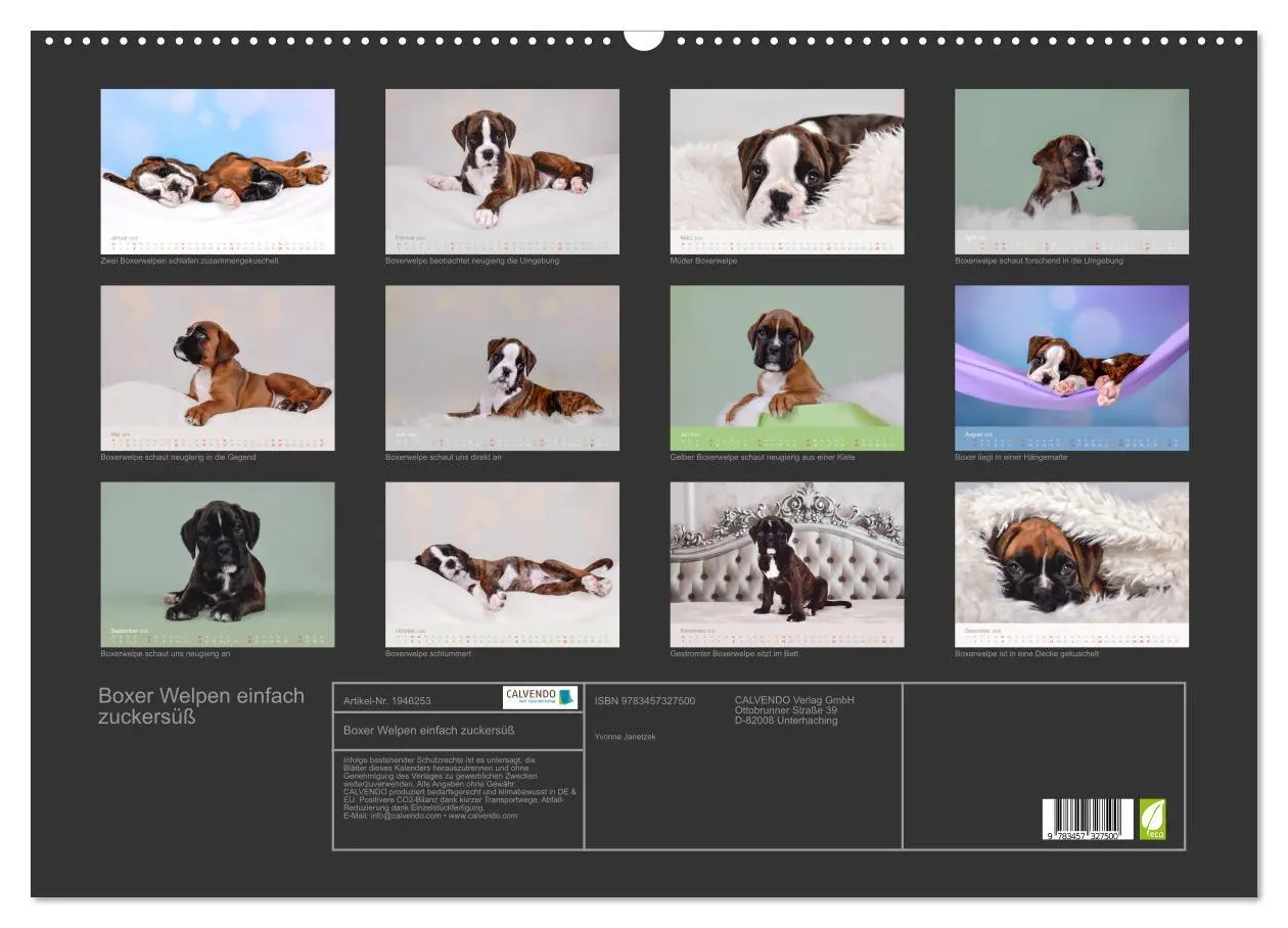 Bild: 9783457327500 | Boxer Welpen einfach zuckersüß (Wandkalender 2026 DIN A2 quer),...