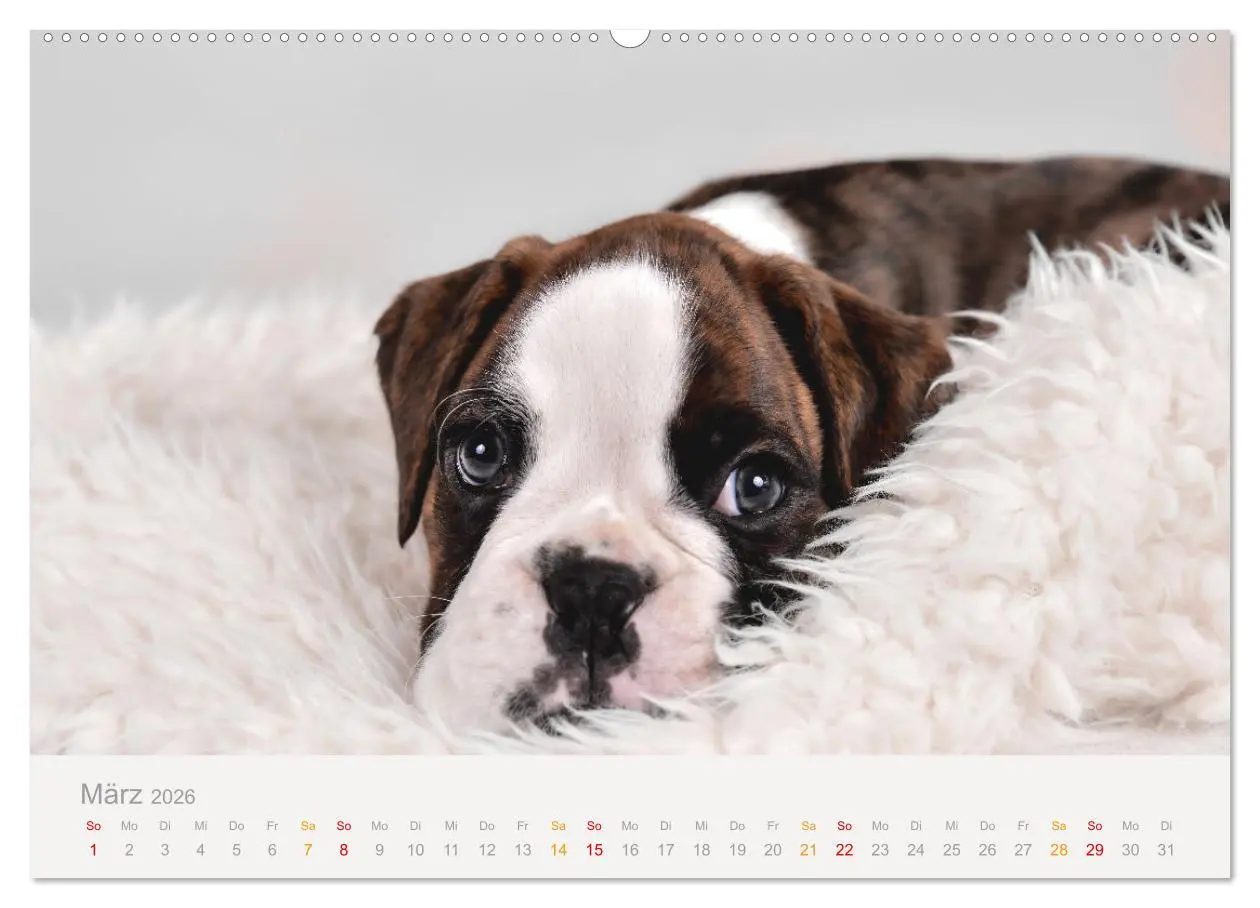 Bild: 9783457327500 | Boxer Welpen einfach zuckersüß (Wandkalender 2026 DIN A2 quer),...
