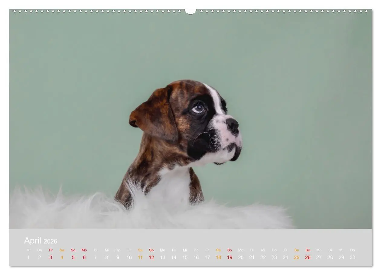 Bild: 9783457327500 | Boxer Welpen einfach zuckersüß (Wandkalender 2026 DIN A2 quer),...