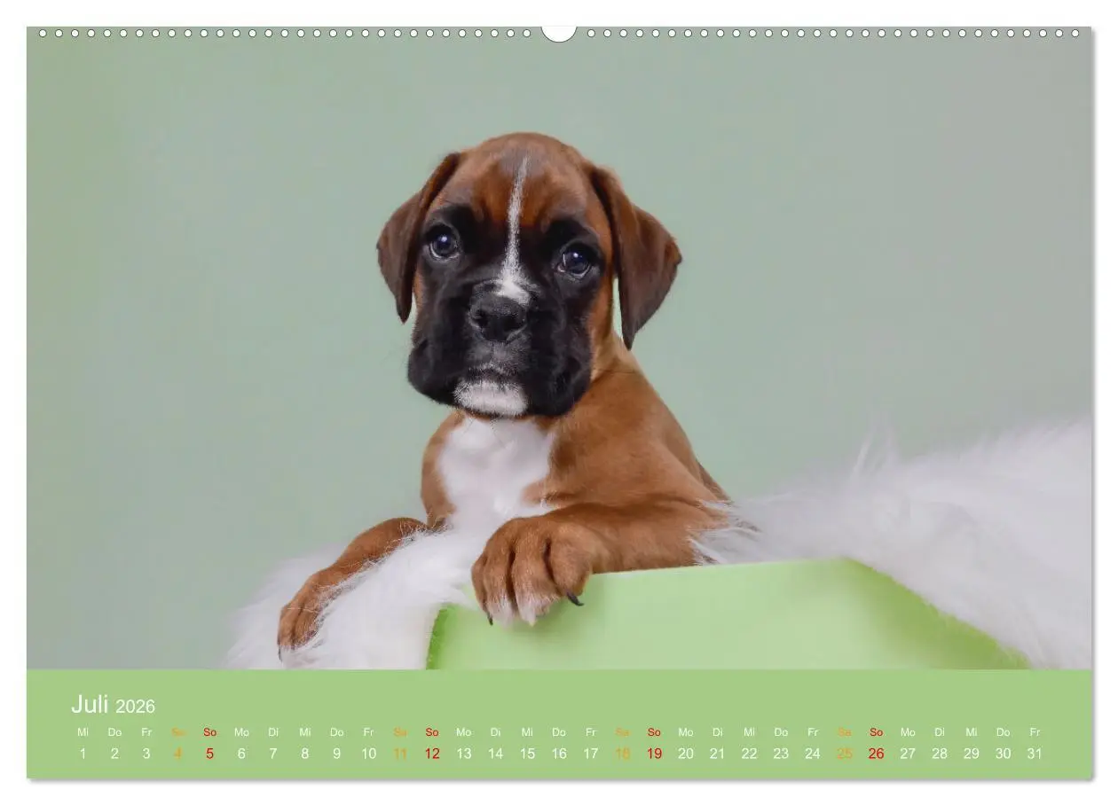 Bild: 9783457327500 | Boxer Welpen einfach zuckersüß (Wandkalender 2026 DIN A2 quer),...