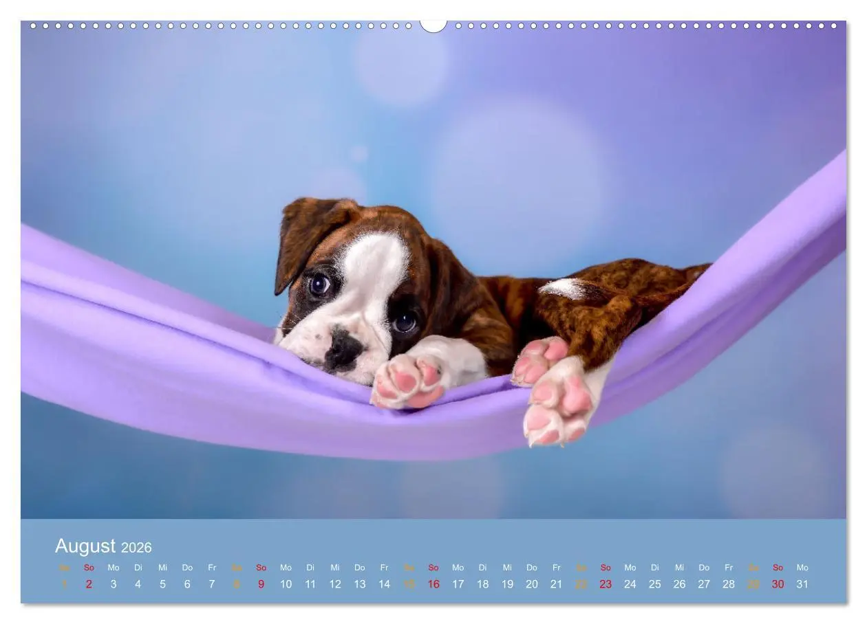 Bild: 9783457327500 | Boxer Welpen einfach zuckersüß (Wandkalender 2026 DIN A2 quer),...