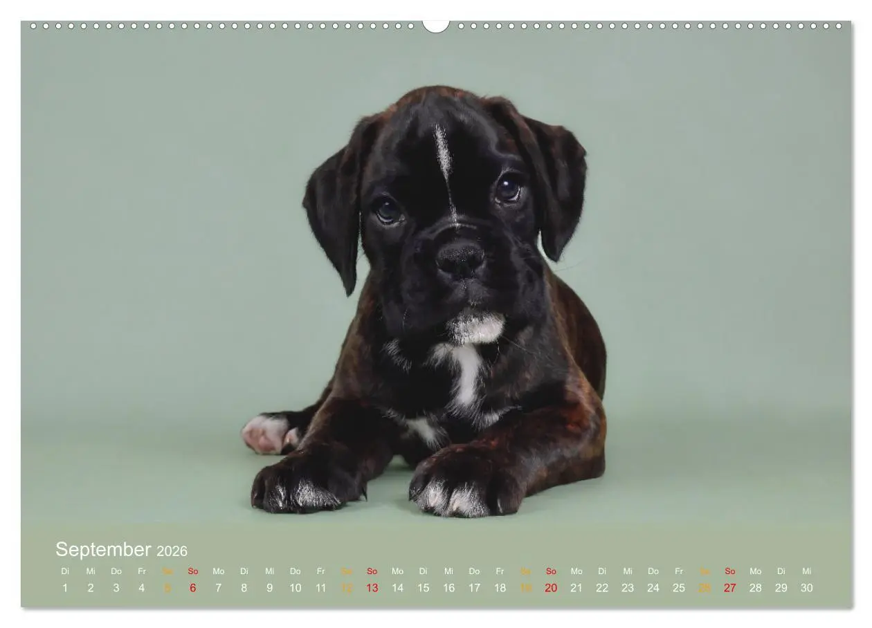 Bild: 9783457327500 | Boxer Welpen einfach zuckersüß (Wandkalender 2026 DIN A2 quer),...