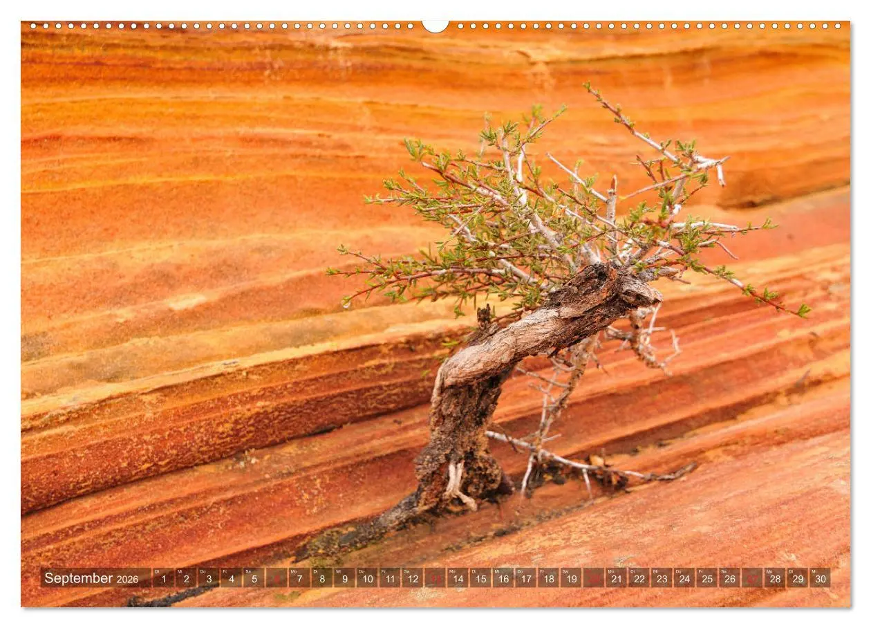 Bild: 9783457707500 | USA Traumziel Südwest (hochwertiger Premium Wandkalender 2026 DIN...