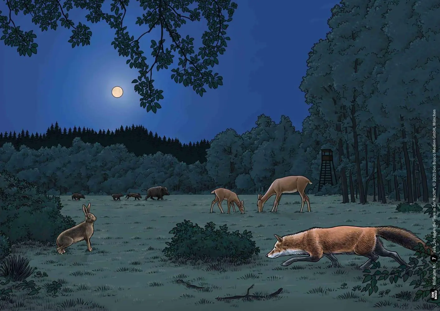Bild: 4260179517600 | So leben die Tiere in der Nacht. Kamishibai Bildkartenset | Box | 2021