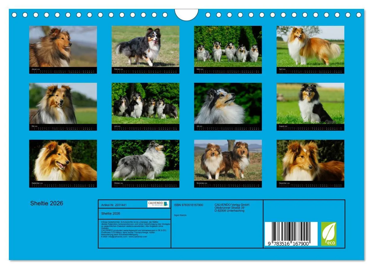 Bild: 9783516167900 | Sheltie 2026 (Wandkalender 2026 DIN A4 quer), CALVENDO Monatskalender