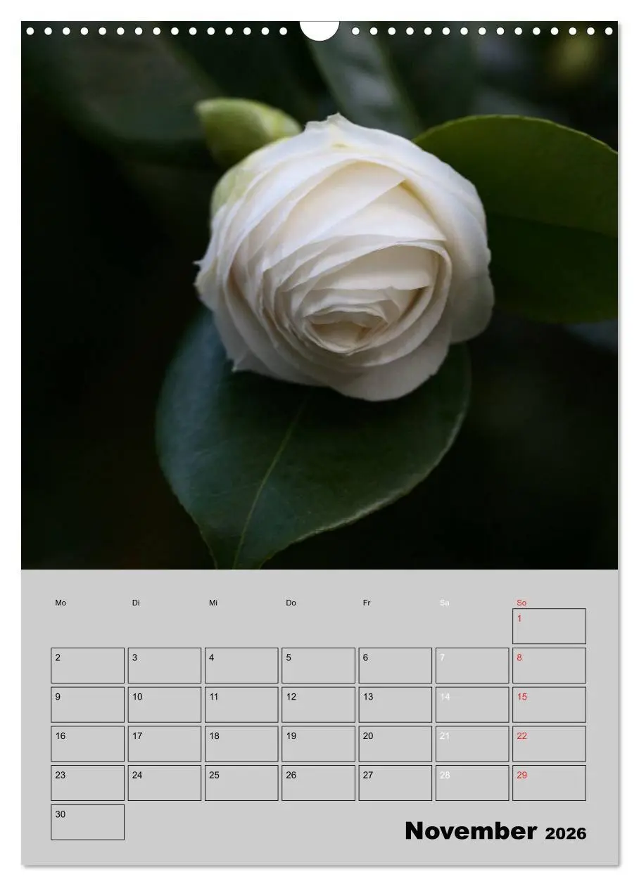 Bild: 9783516438000 | Kamelien Lichtblicke in der dunklen Jahreszeit (Wandkalender 2026...