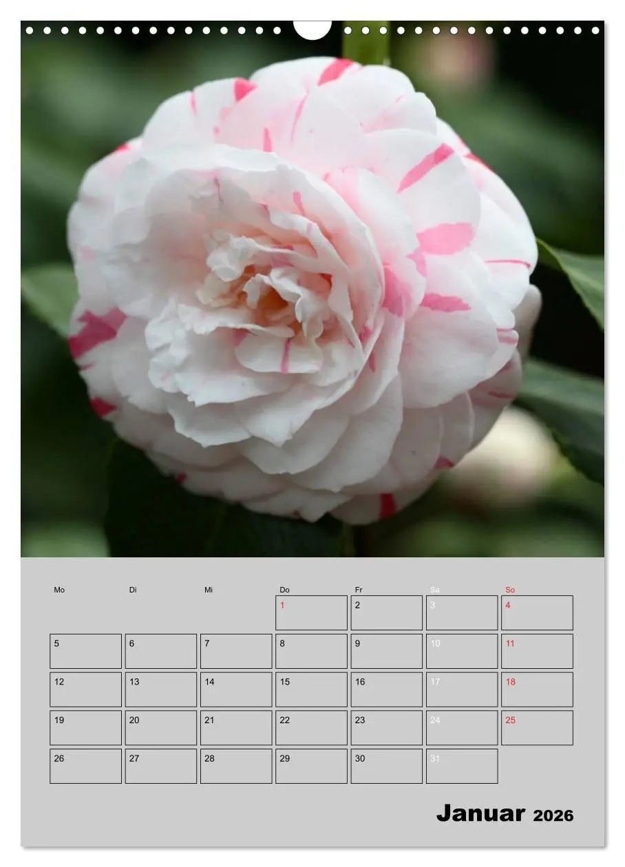 Bild: 9783516438000 | Kamelien Lichtblicke in der dunklen Jahreszeit (Wandkalender 2026...