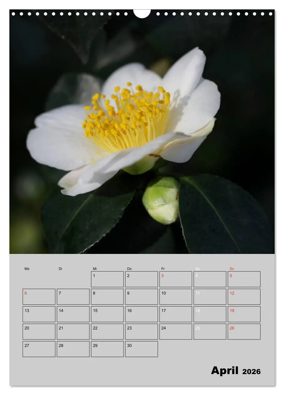 Bild: 9783516438000 | Kamelien Lichtblicke in der dunklen Jahreszeit (Wandkalender 2026...