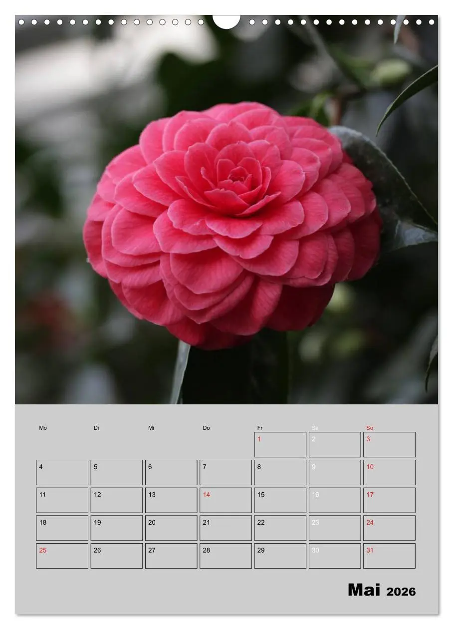 Bild: 9783516438000 | Kamelien Lichtblicke in der dunklen Jahreszeit (Wandkalender 2026...