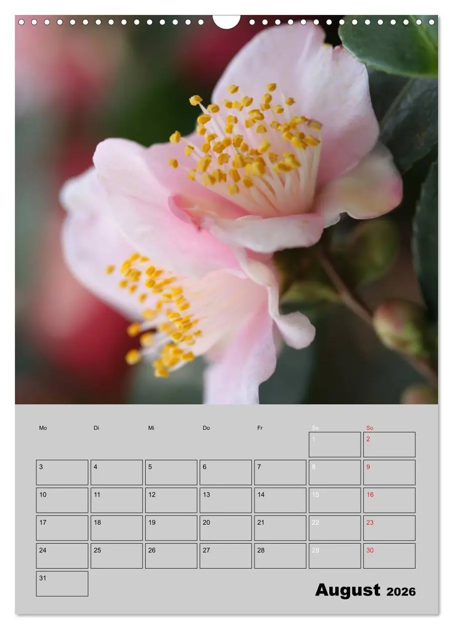 Bild: 9783516438000 | Kamelien Lichtblicke in der dunklen Jahreszeit (Wandkalender 2026...