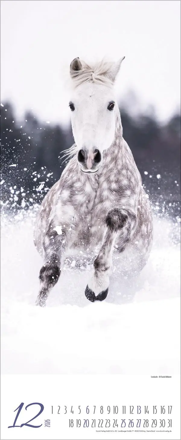 Bild: 9783731888000 | Pferde 2026 | Verlag Korsch | Kalender | Spiralbindung | 14 S. | 2026