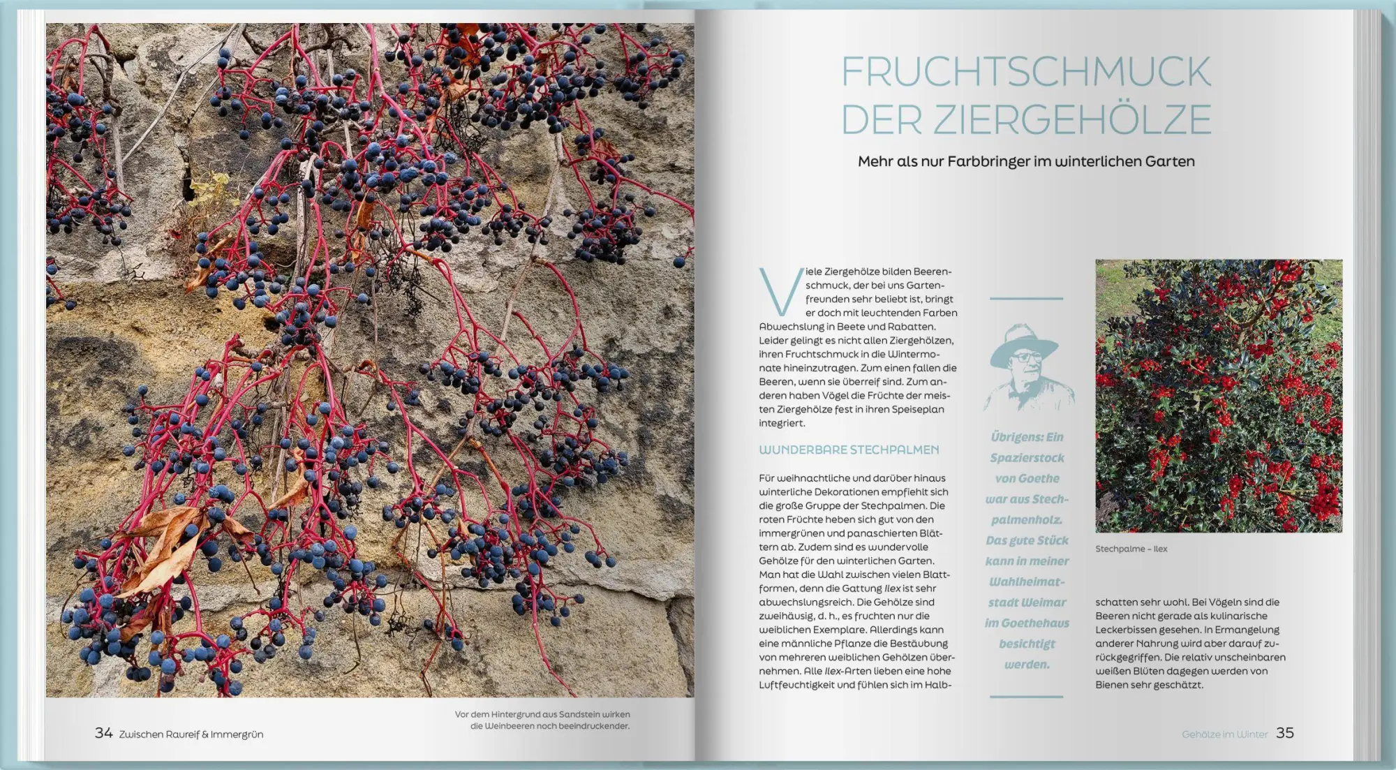 Bild: 9783784358000 | Zwischen Raureif und Immergrün | Horst Schöne | Buch | 192 S. | 2026