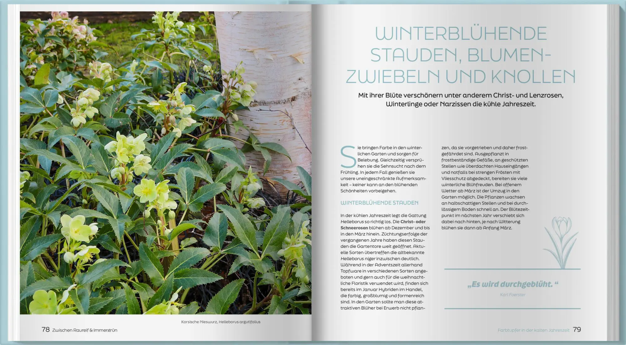 Bild: 9783784358000 | Zwischen Raureif und Immergrün | Horst Schöne | Buch | 192 S. | 2026