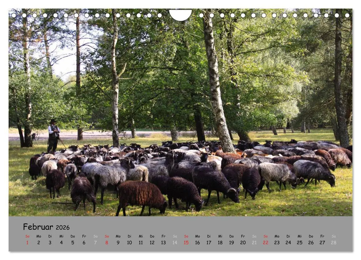 Bild: 9783516108200 | Lüneburger Heide - schön zu jeder Jahreszeit (Wandkalender 2026 DIN...