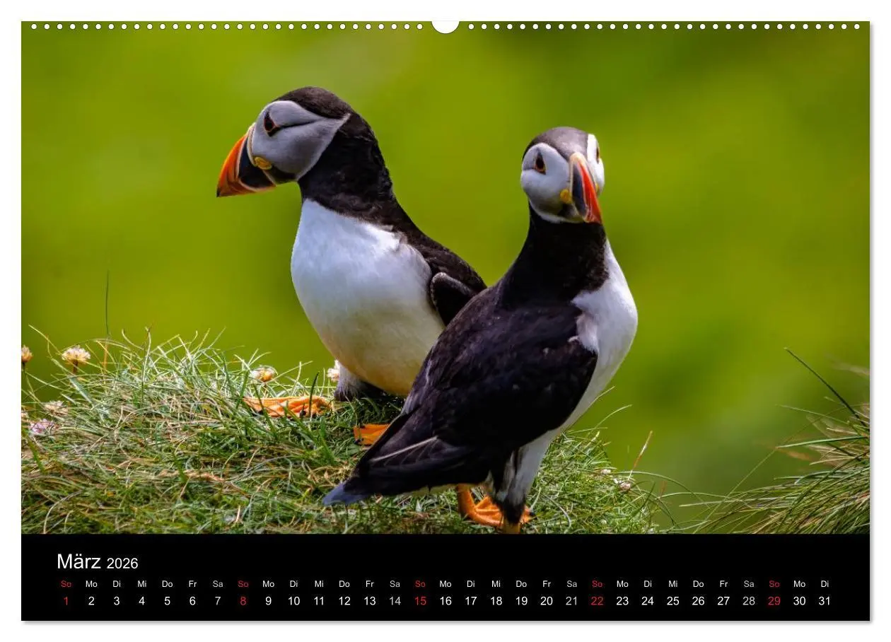Bild: 9783516028300 | Schottlands Inseln (Wandkalender 2026 DIN A2 quer), CALVENDO...