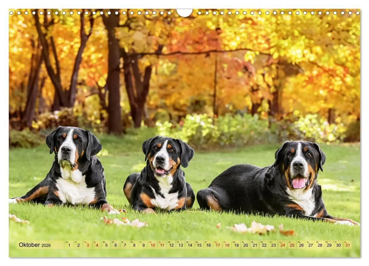 Bild: 9783516718300 | Schweizer Sennenhunde - Appenzeller - Berner - Entlebucher - Große...
