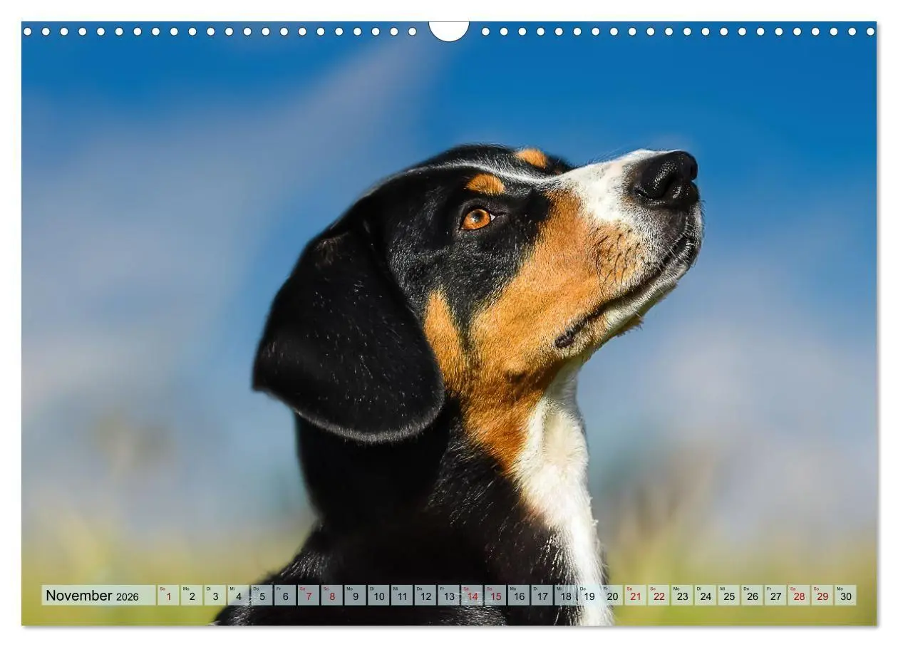 Bild: 9783516718300 | Schweizer Sennenhunde - Appenzeller - Berner - Entlebucher - Große...