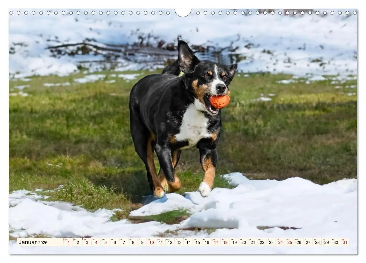 Bild: 9783516718300 | Schweizer Sennenhunde - Appenzeller - Berner - Entlebucher - Große...