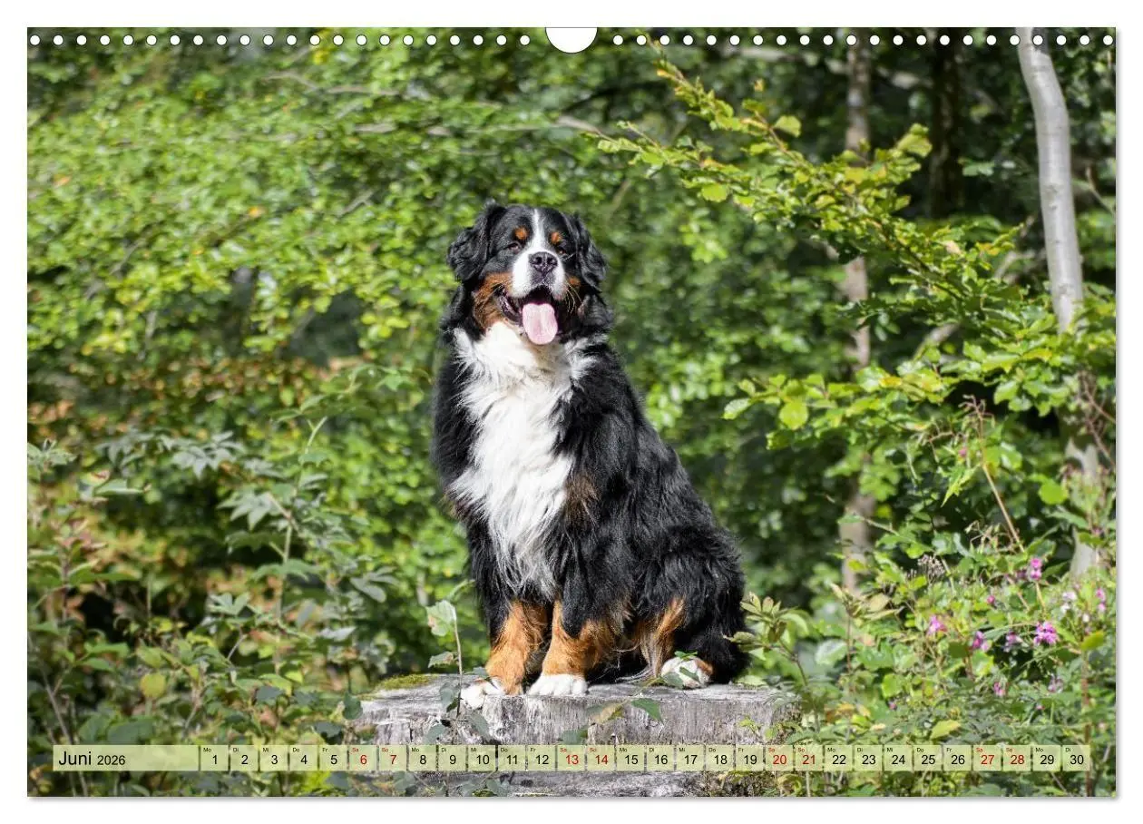 Bild: 9783516718300 | Schweizer Sennenhunde - Appenzeller - Berner - Entlebucher - Große...