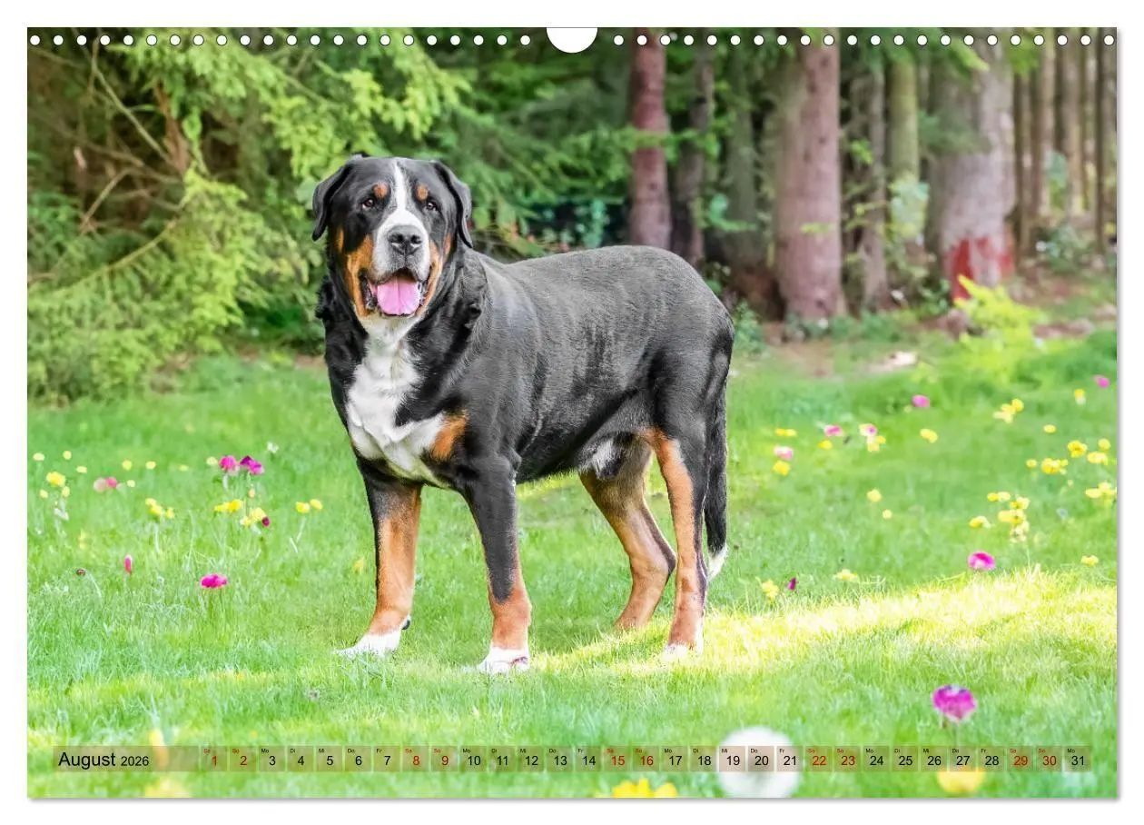 Bild: 9783516718300 | Schweizer Sennenhunde - Appenzeller - Berner - Entlebucher - Große...