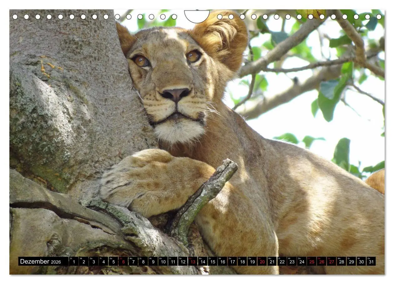 Bild: 9783457918500 | Afrikas Perle Uganda (Wandkalender 2026 DIN A4 quer), CALVENDO...