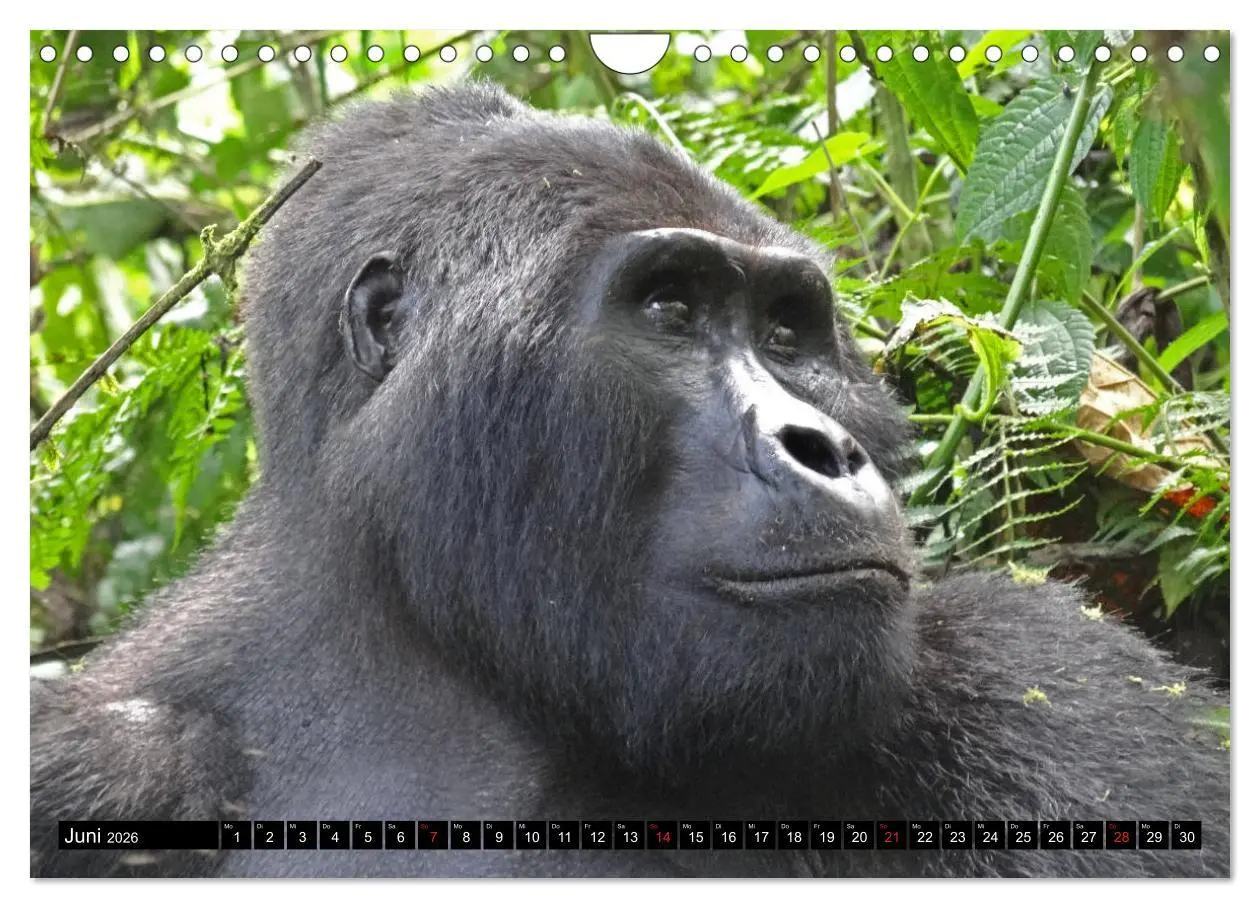 Bild: 9783457918500 | Afrikas Perle Uganda (Wandkalender 2026 DIN A4 quer), CALVENDO...