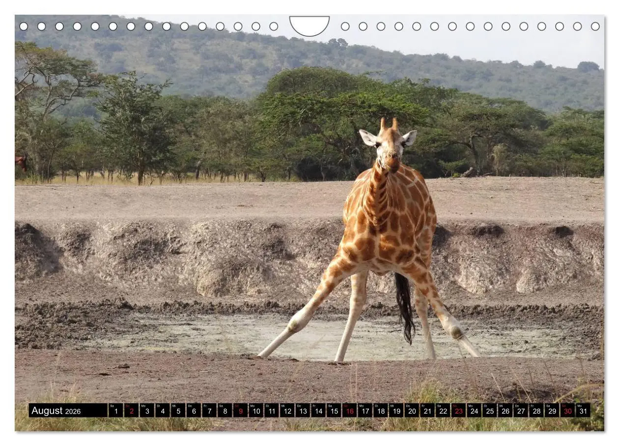 Bild: 9783457918500 | Afrikas Perle Uganda (Wandkalender 2026 DIN A4 quer), CALVENDO...