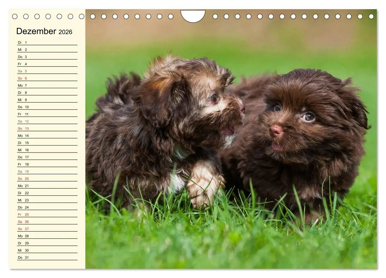 Bild: 9783516008500 | Kobolde auf 4 Pfoten - Bolonka Zwetna (Wandkalender 2026 DIN A4...