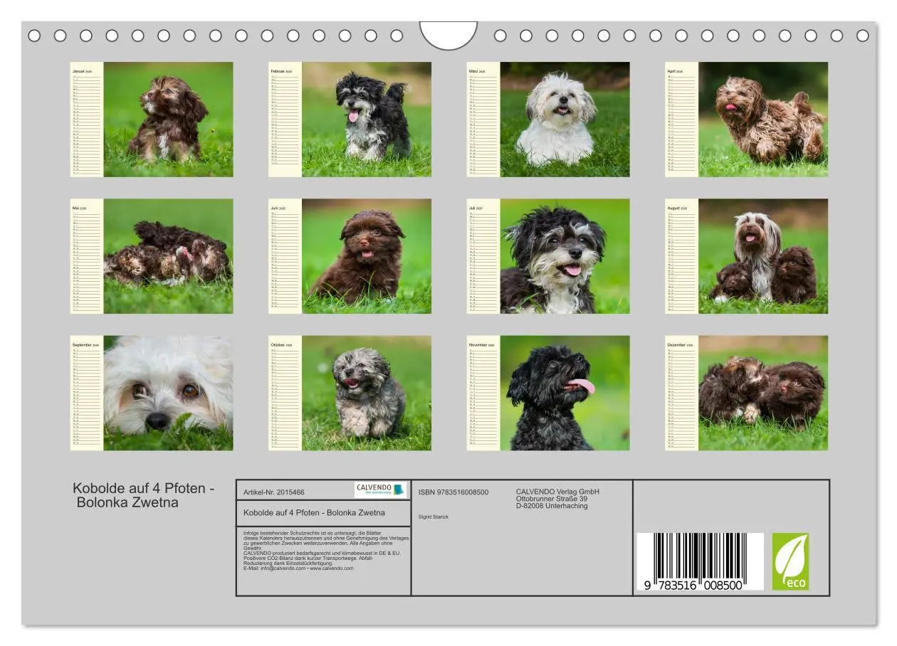 Bild: 9783516008500 | Kobolde auf 4 Pfoten - Bolonka Zwetna (Wandkalender 2026 DIN A4...